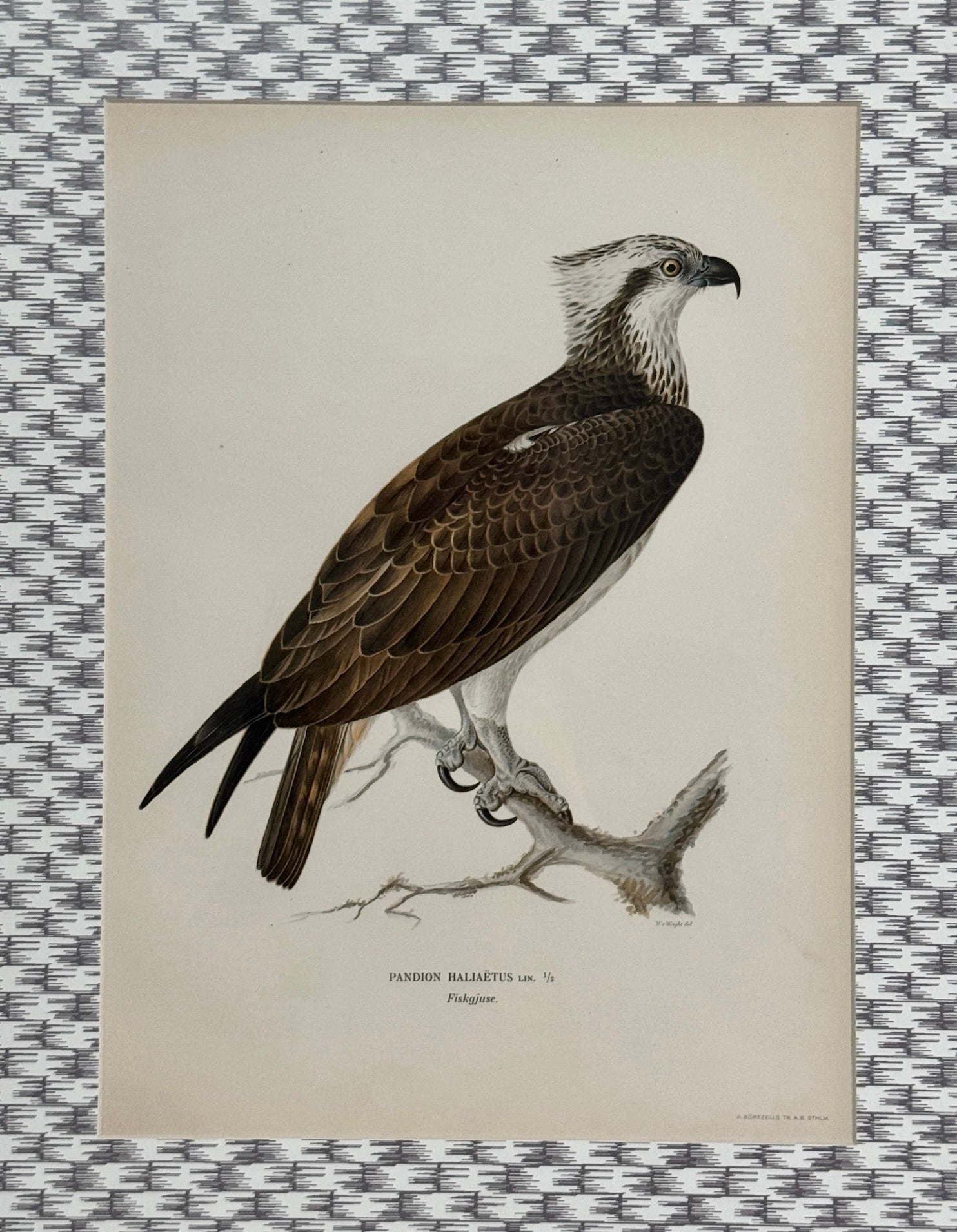 Impression d'oiseau antique sur papier peint à motifs en osier