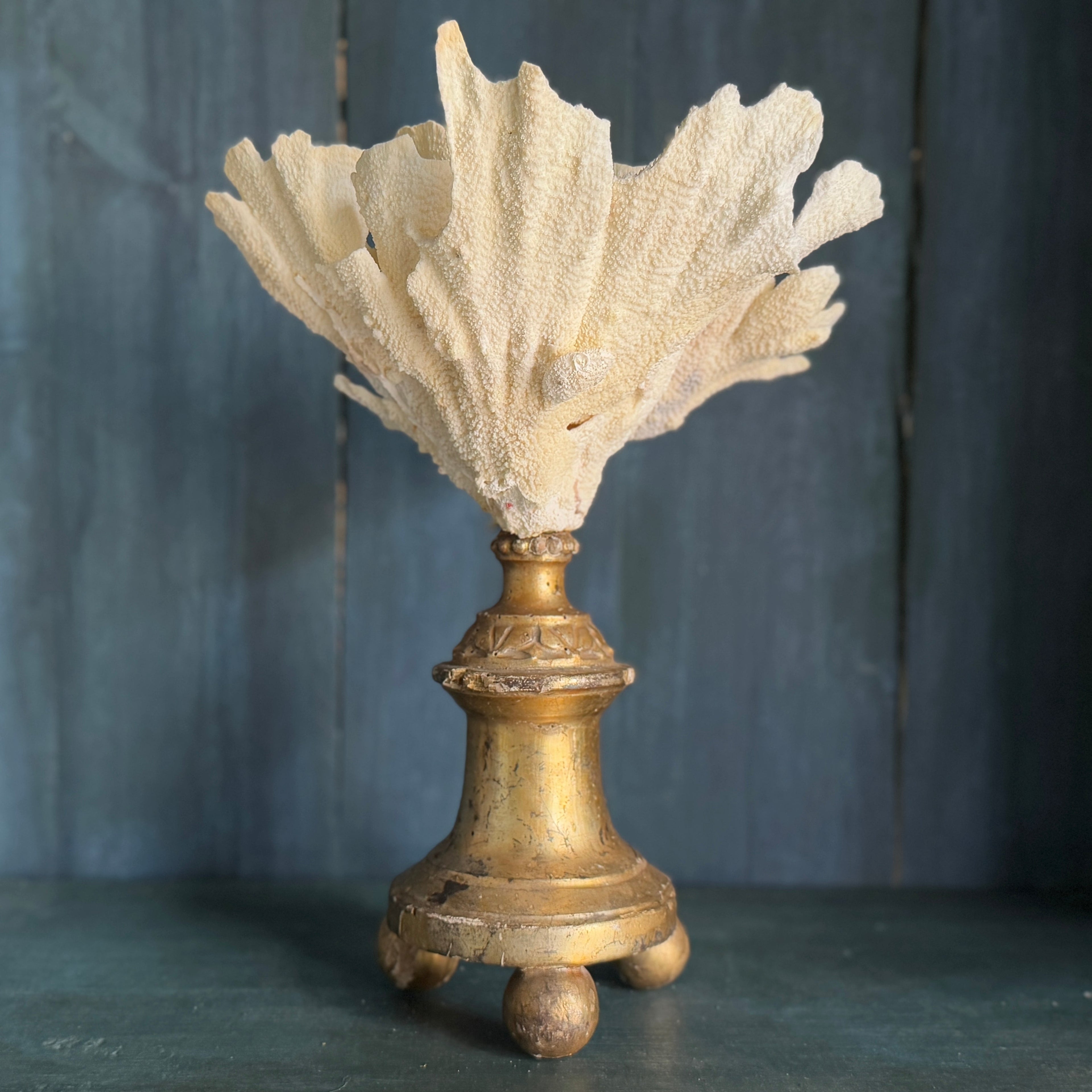 Corail monté sur un fragment antique