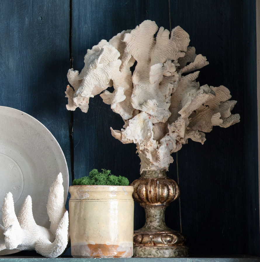 Corail monté sur un fragment antique