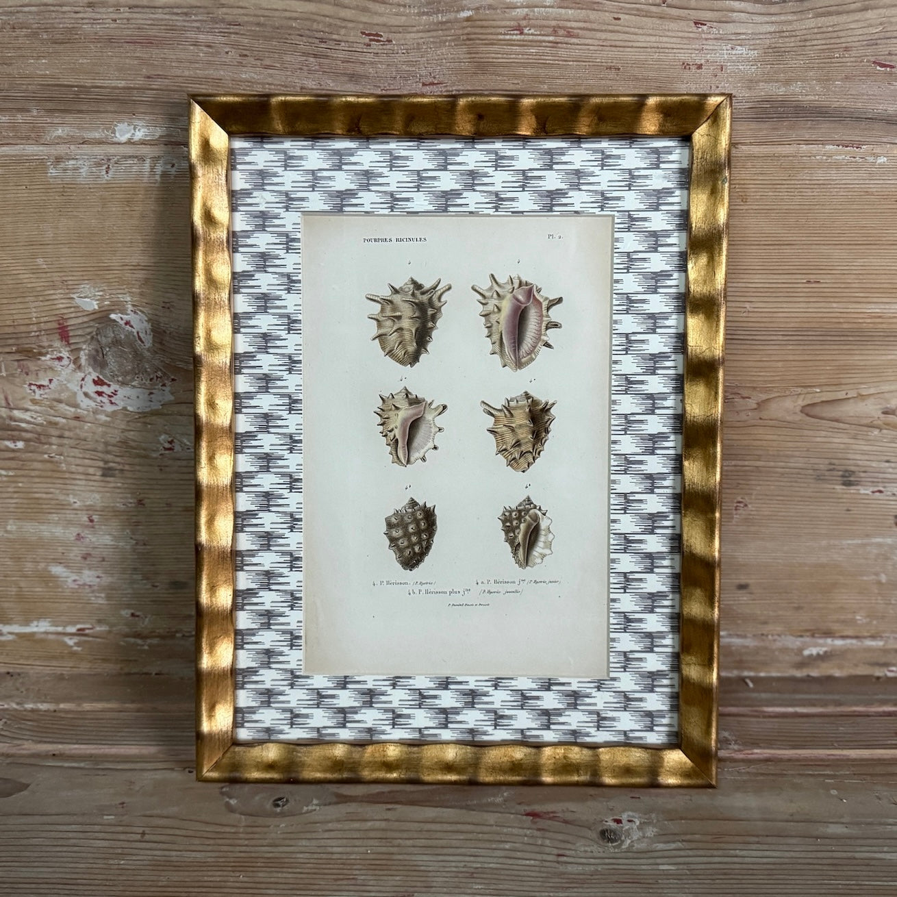 Impression de coquillage antique encadrée avec passe-partout en papier peint à motifs osier
