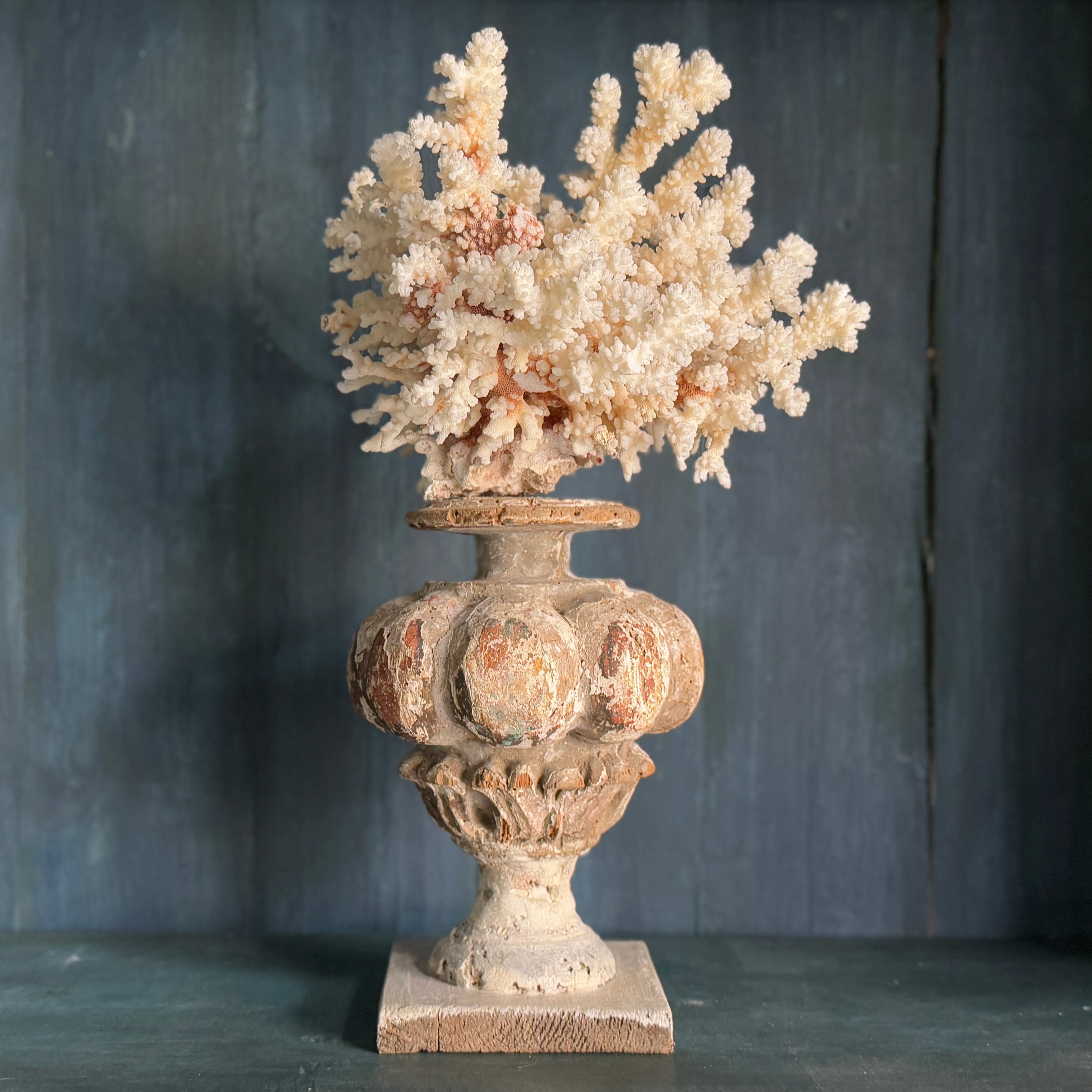 Corail monté sur un fragment antique