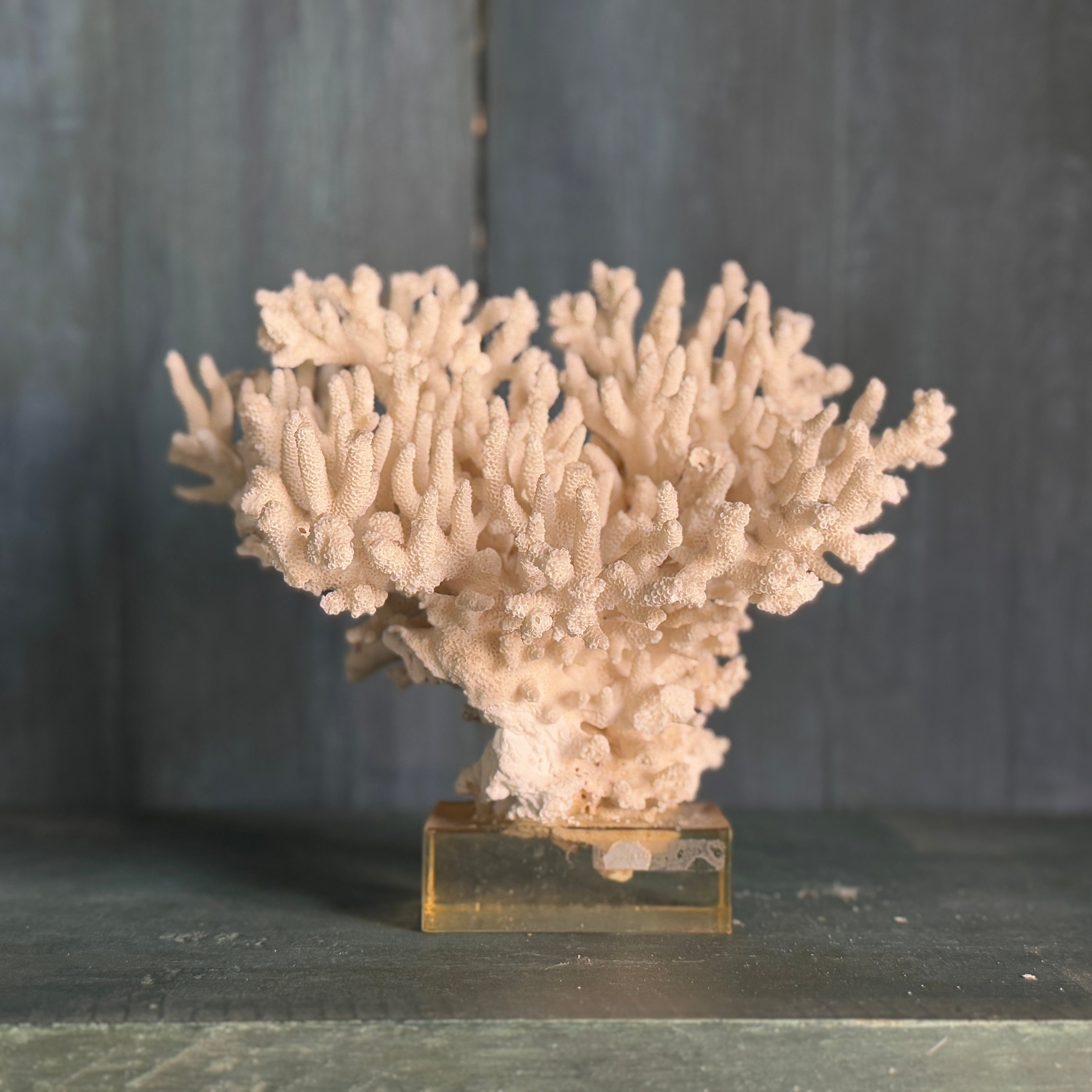 Corail monté sur plexiglas