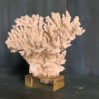Corail monté sur plexiglas